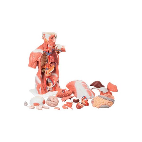 3B Anatomical Model - Life Size Muscle Torso, 27-Part